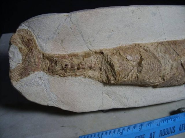 Morocco Fossil Fish