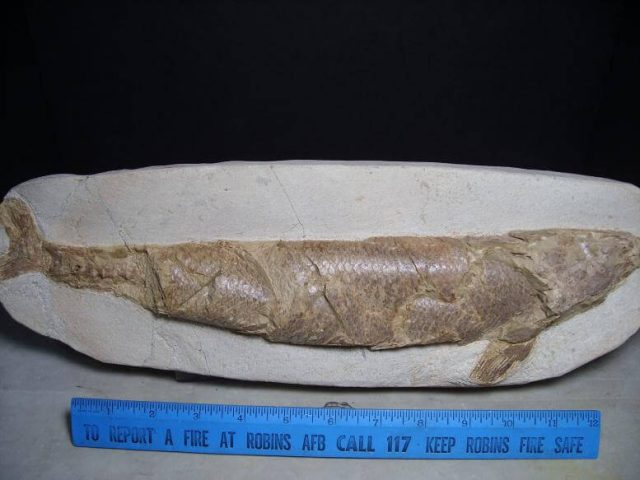Morocco Fossil Fish