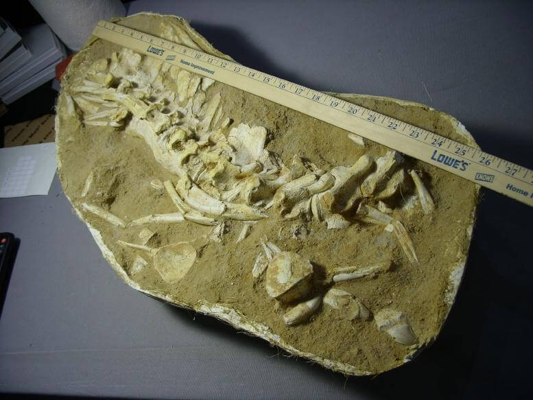 mosasaurus bone