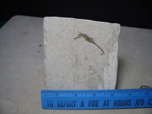 seahorse fossil