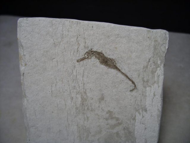 Fossilized Seahorse (061717y) - Image 2