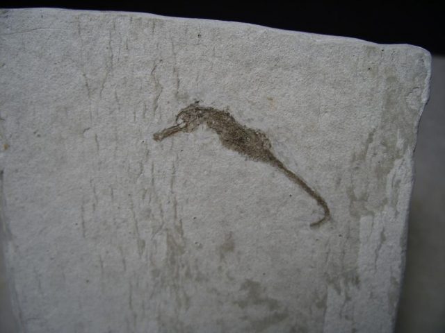 seahorse fossil