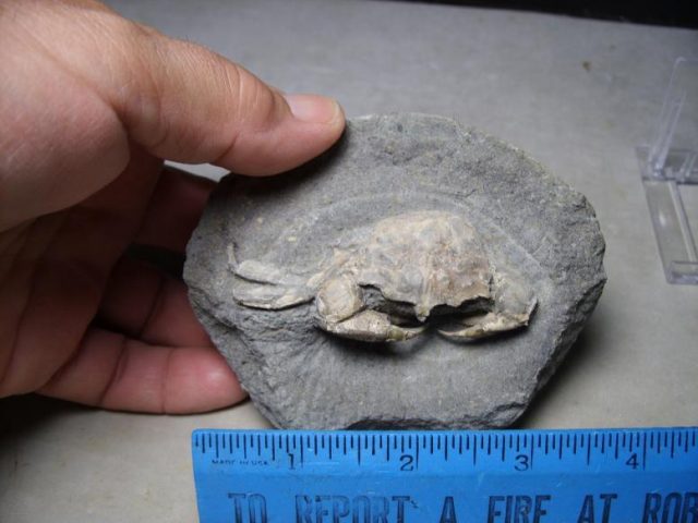 fossil crab