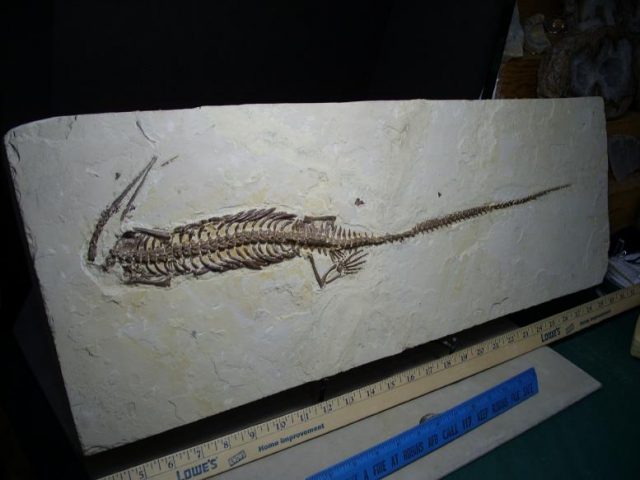 Mesosaurus Fossil (062517c) - Image 2