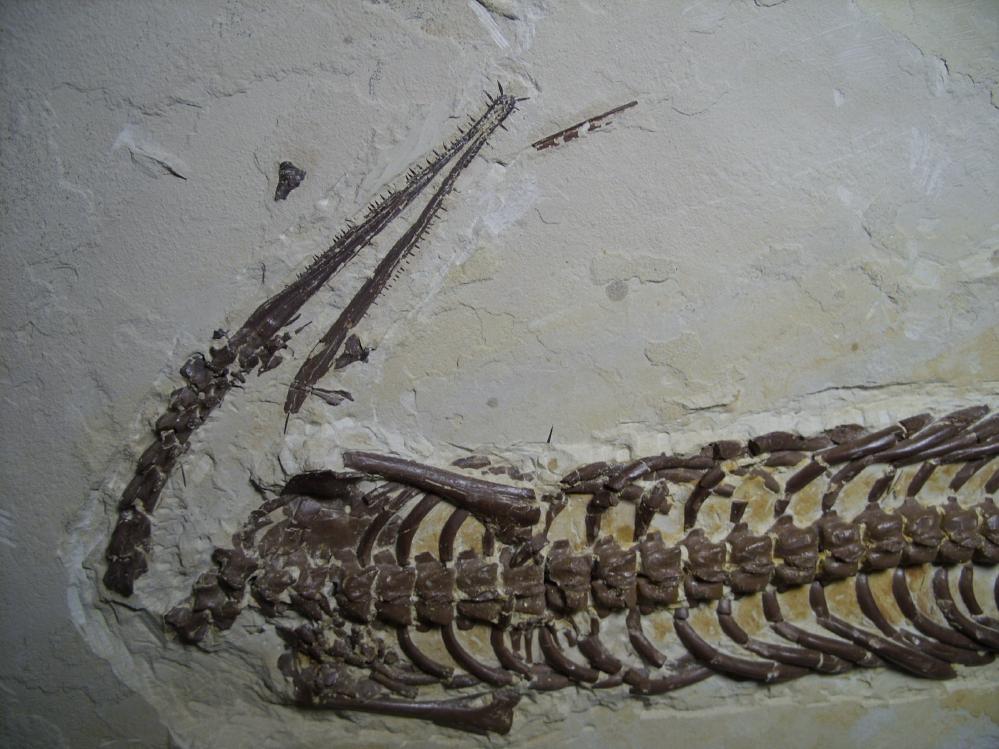 full dinosaur fossils for sale