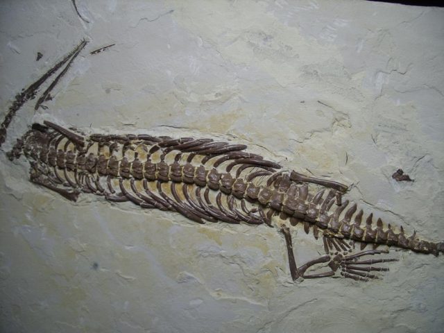 permian fossils