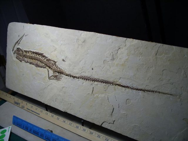 Mesosaurus fossils