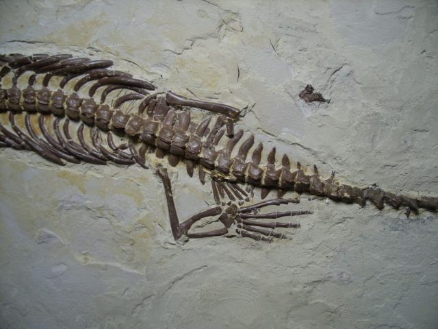 Mesosaurus Fossil (062517c) - Image 6