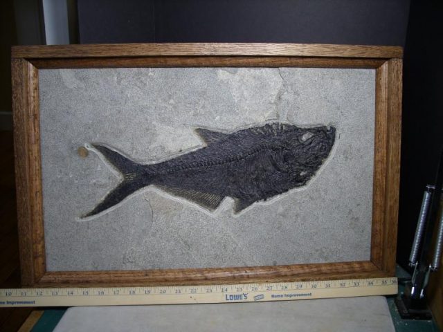 Diplomystus fossil Fish