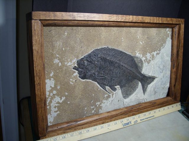 fish fossils