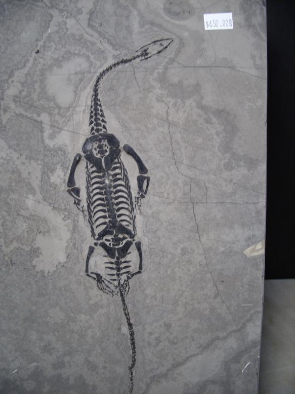 keichousaurus for sale