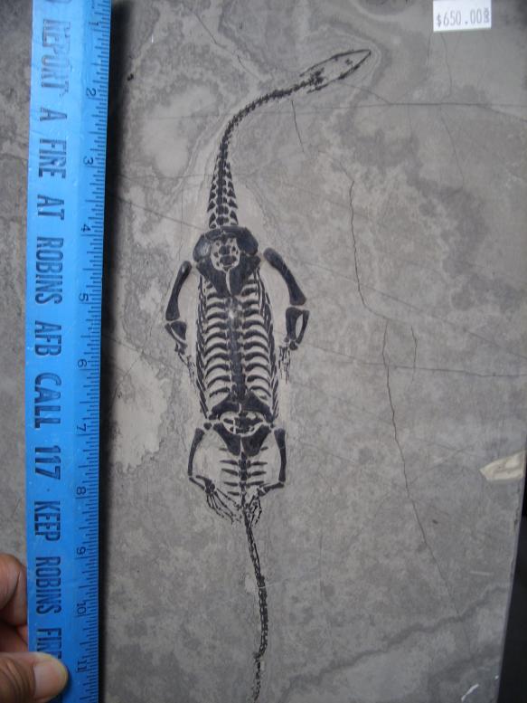 keichousaurus for sale