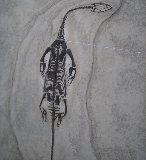 keichousaurus for sale