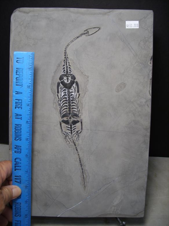 keichousaurus for sale