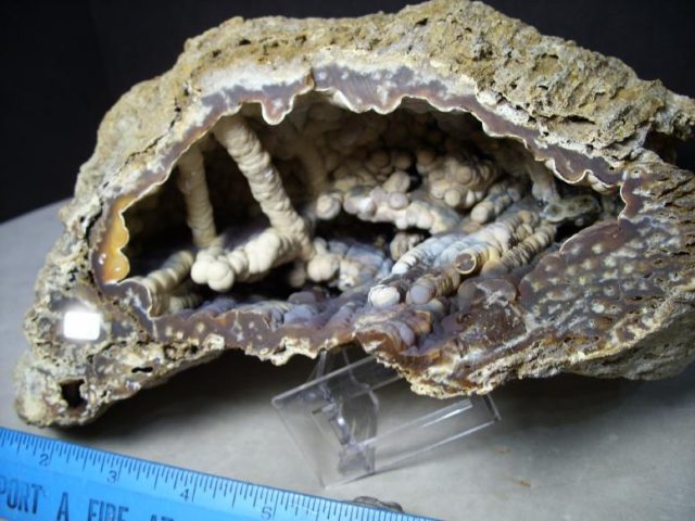 Fossilized Agatized Coral Head (072617p) - Image 3