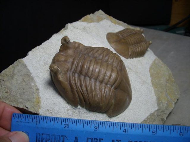 Russian Trilobites