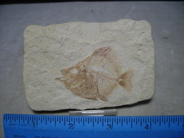 lebanon fossil fish