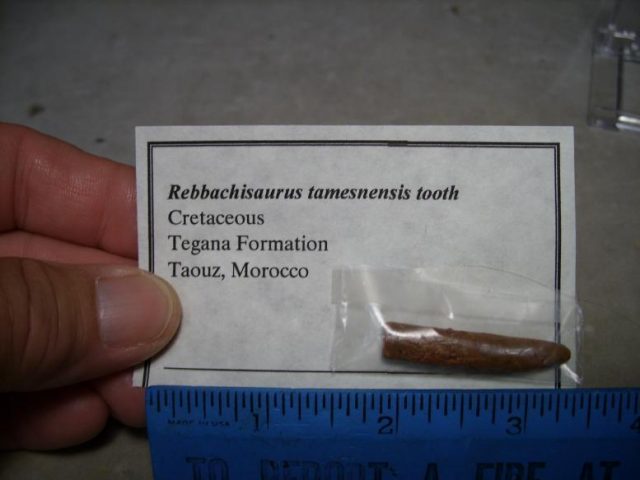 Dinosaur fossils