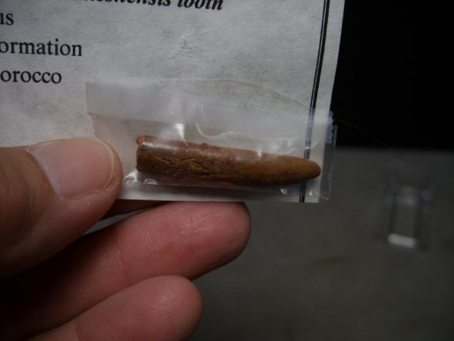 Rebbachisaurus Dinosaur” Tooth (082617m) - Image 2