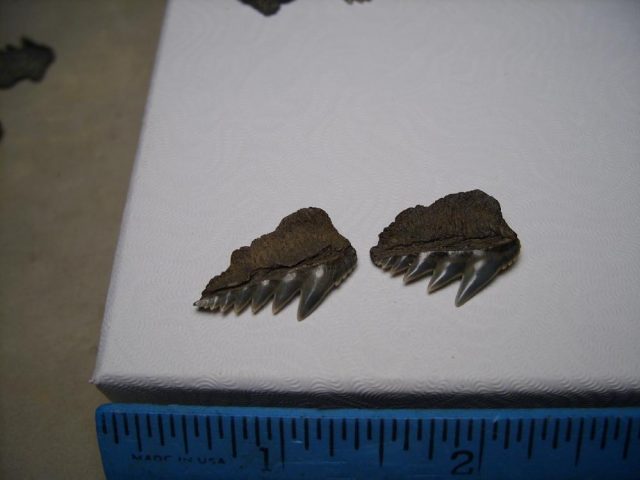 fossil shark teeth for sale