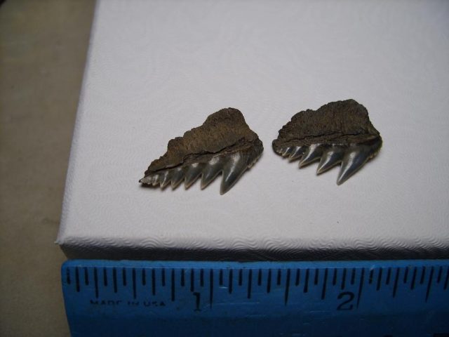 fossil shark teeth for sale