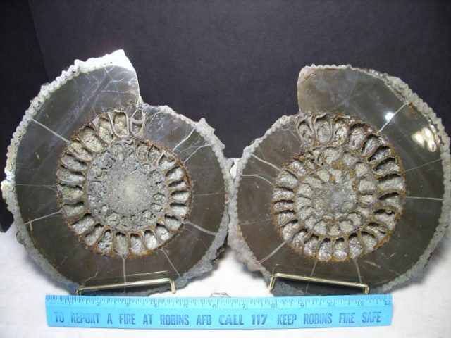 Fossil Ammonites