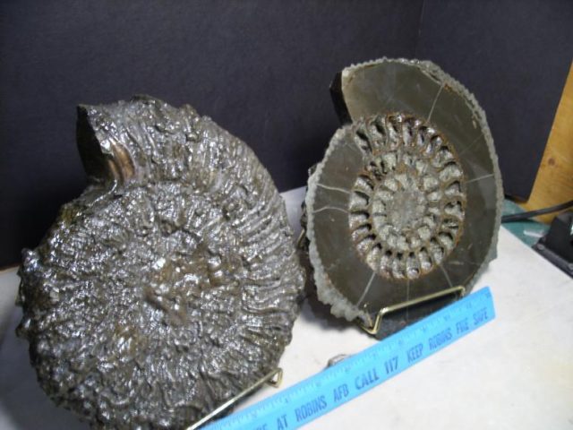 Russian Fossils