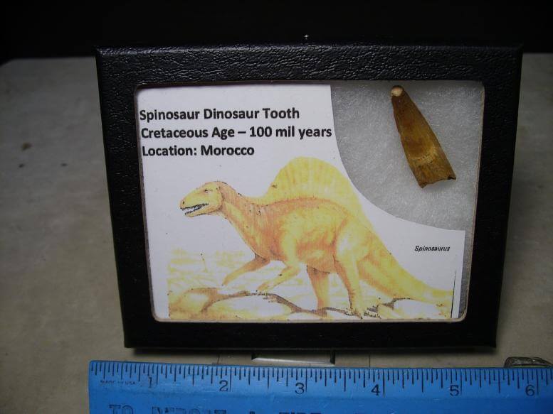 dinosaur with 10000 teeth