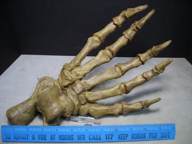 Fossilized Cave Bear Foot (091517m)--- SOLD