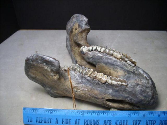 Manatee Fossils