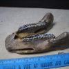 Manatee Fossils