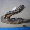 Manatee Fossils