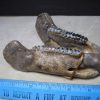 Manatee Fossils