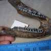 Manatee Fossils