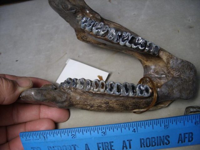 Manatee Fossils