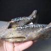 Manatee Fossils
