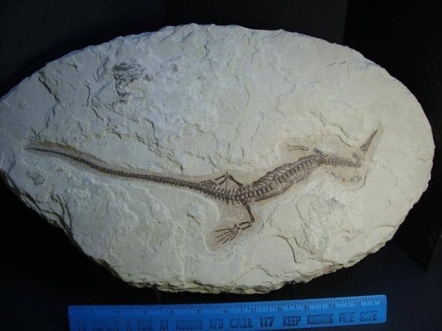 Mesosaurus Fossil