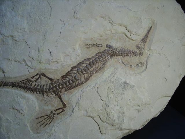 Mesosaurus Fossil