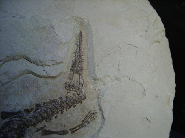 Mesosaurus Fossil (012018a) - Image 4