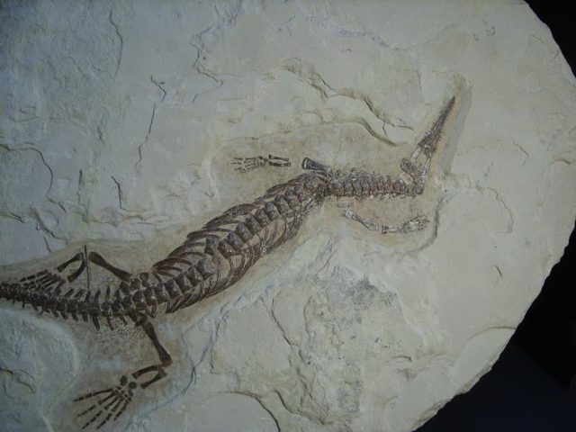 Mesosaurus Fossil (012018a) - Image 5