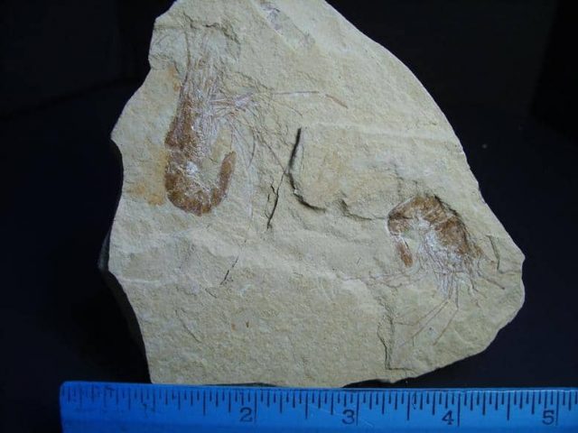 fossil shrimp