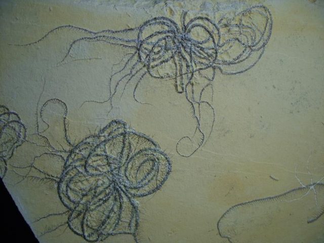 floating crinoid fossils