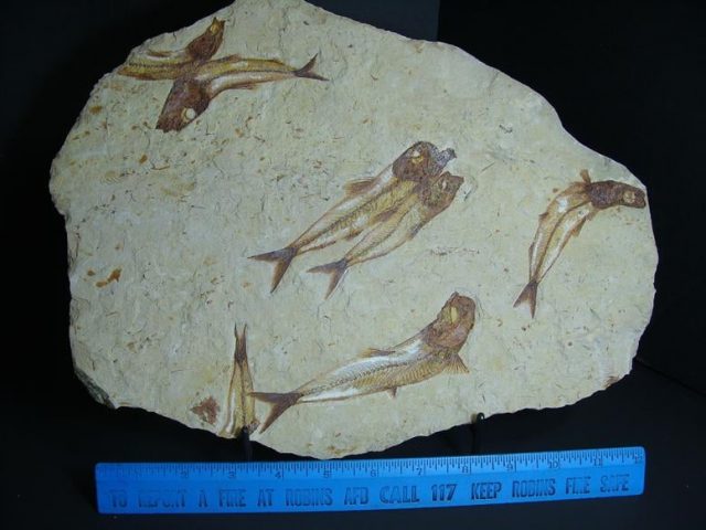 lebonese fossils