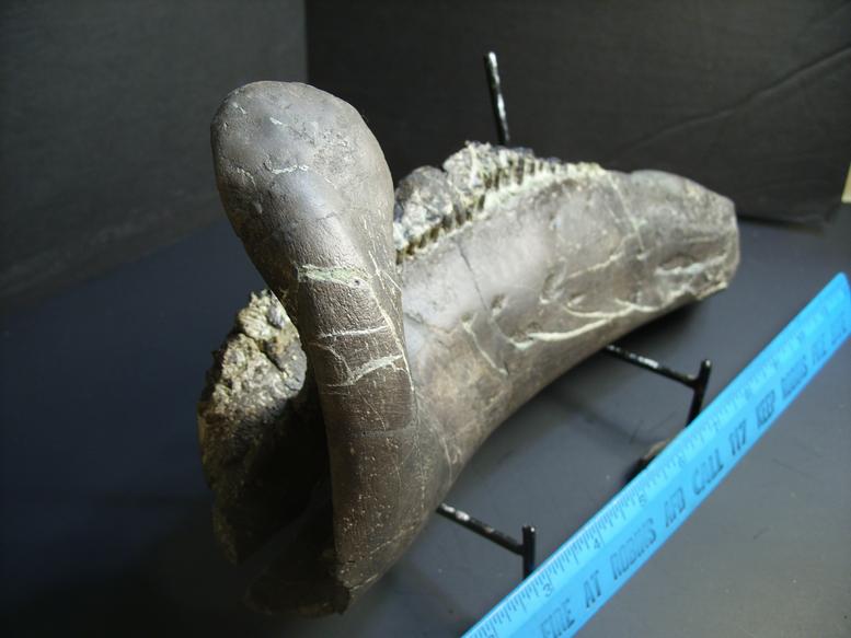 dinosaur with duckbill mouth
