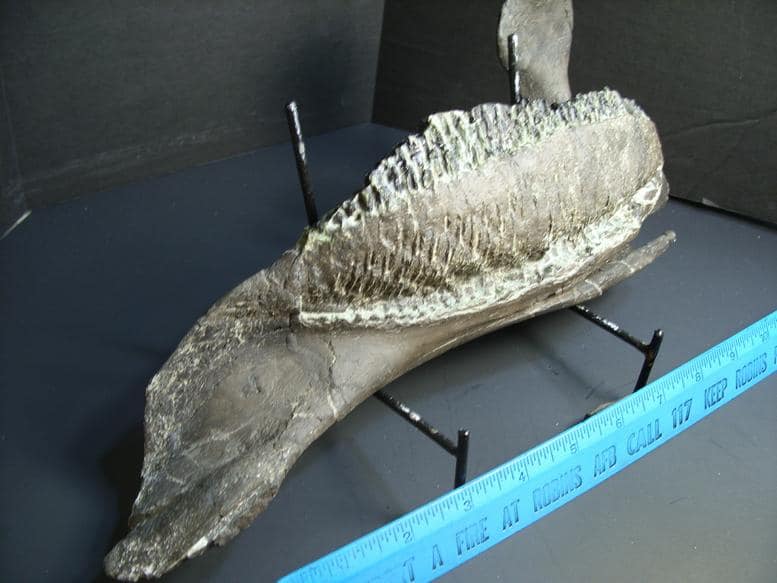 dinosaur with duckbill mouth