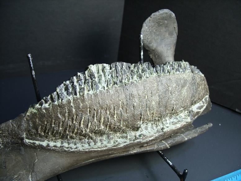 dinosaur with duckbill mouth