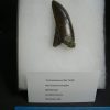 Dinosaur teeth