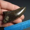  T rex  Dinosaur Tooth (012918c) - Image 2