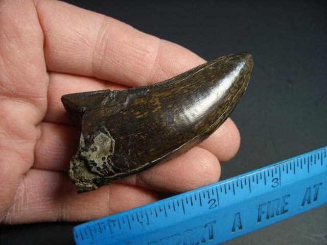  T rex  Dinosaur Tooth (012918c) - Image 2