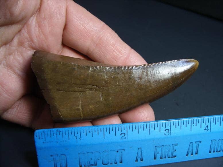 real t rex tooth